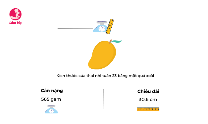 Mang thai tuần 23  mẹ bầu cần lưu ý những gì?