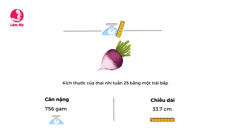 Mang thai tuần 25: Sự phát triển của thai nhi như thế nào?