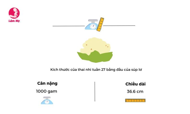 Mang thai tuần 27: sự phát triển của thai nhi như thế nào?