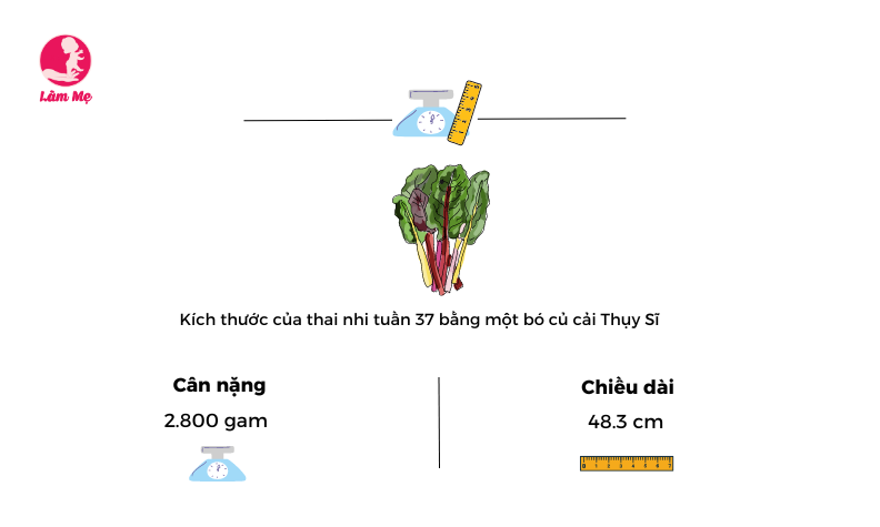 Mang thai tuần 37: Sự phát triển của thai nhi như thế nào?