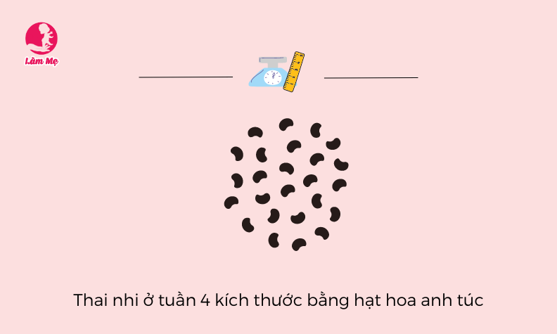 Điều mẹ bầu cần biết khi mang thai tuần 4
